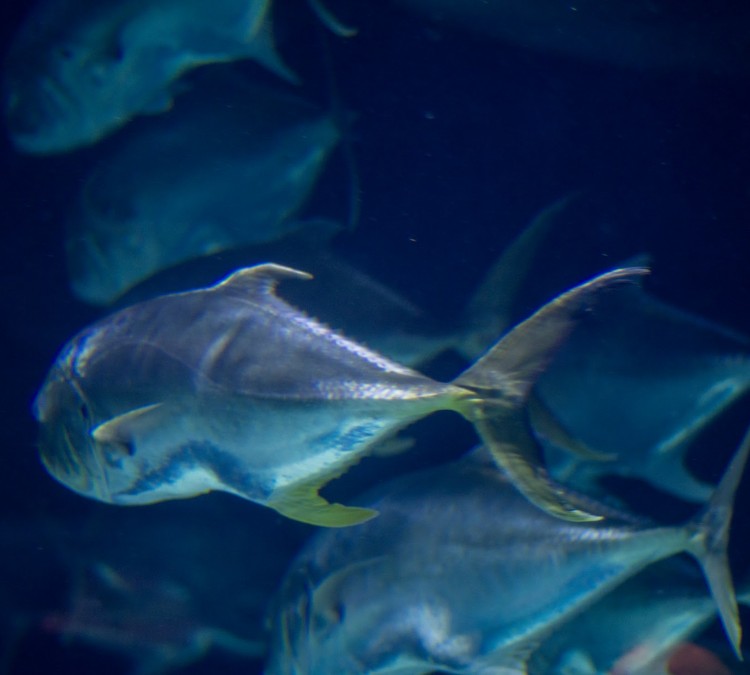 south-pacific-aquarium-photo